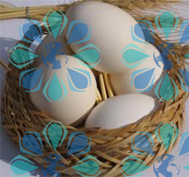 تعیین حقوق ورودی تخم مرغ خوراکی – تهران پیشرو – شرکت ترخیص کالا
