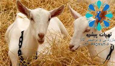 بخشنامه 79 سال 97 - واردات گوسفند و بز مولد نژاد خالص