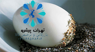 بخشنامه 255 سال 96 - تعیین حقوق ورودی تخم مرغ خوراکی