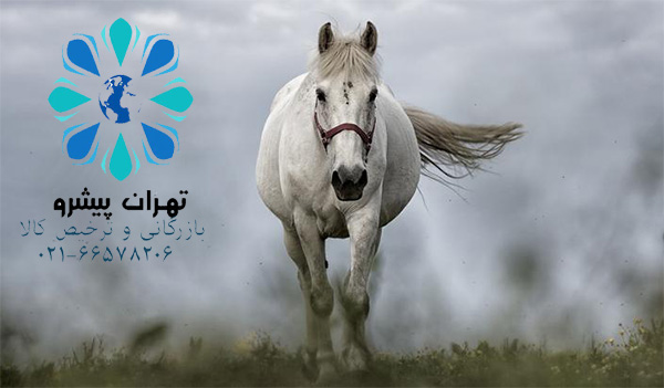 بخشنامه 10 سال 97 - واردات اسب مسابقه ای و مولد نژاد