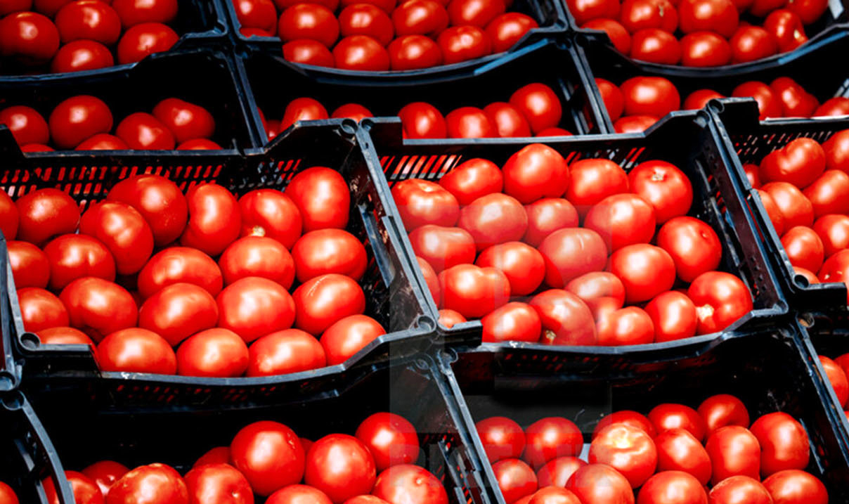 بخشنامه کاهش عوارض صادراتی گوجه‌ فرنگی زراعی